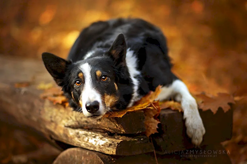 Puppenborder-. Collie