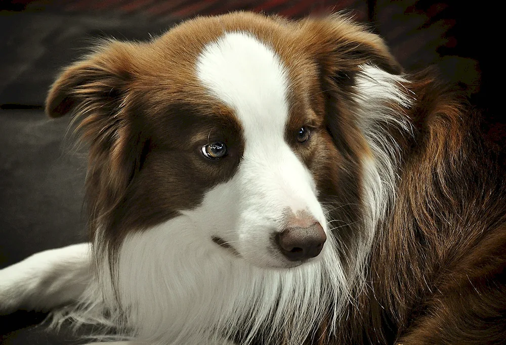 Dalmatian puppy Collie