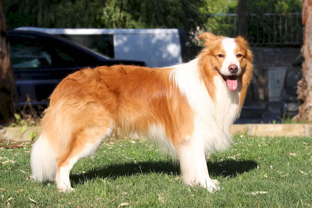 Border collie red