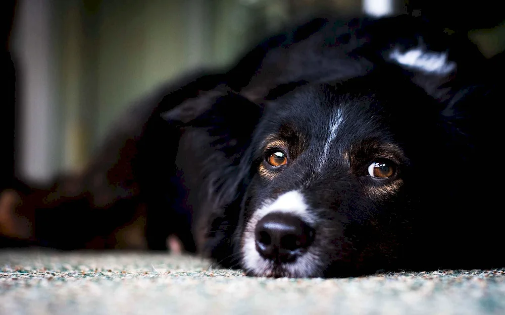 Jack Russell terrier black