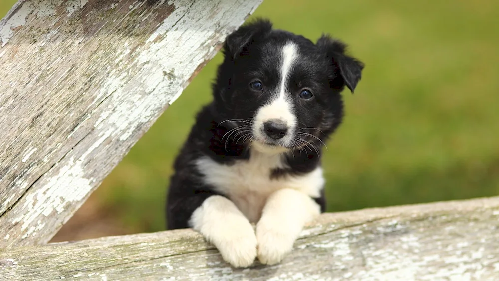 Border- mongrel puppies