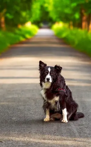 Border collie