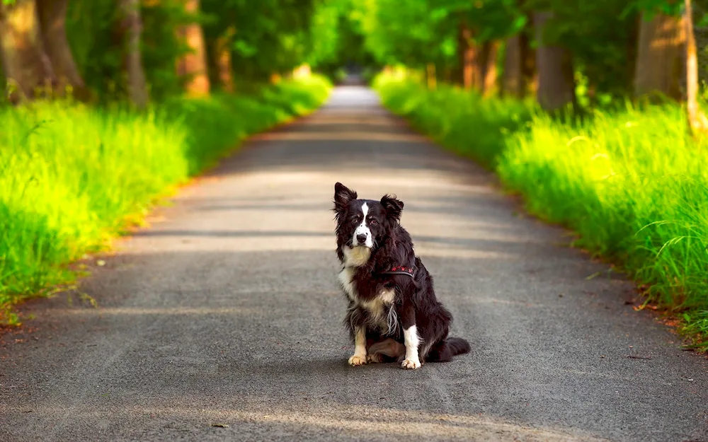 Border collie