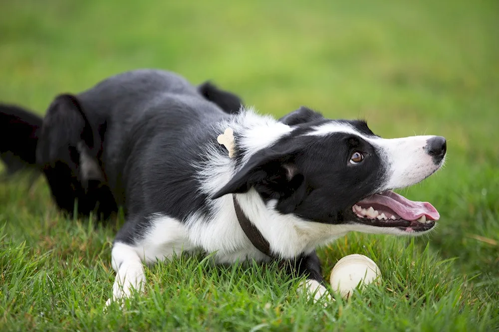 Border collie mix Border collie