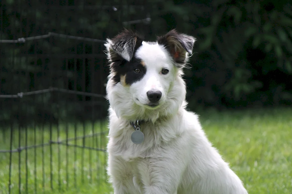 Border- Border collie