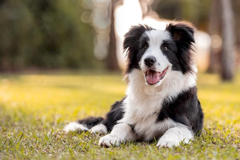 Border collie