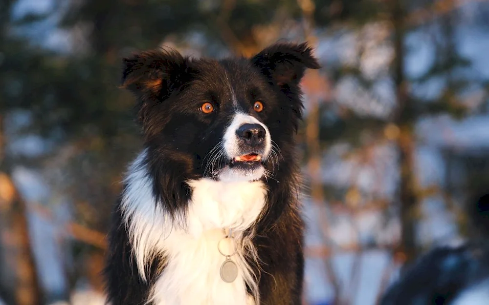 Border collie black white