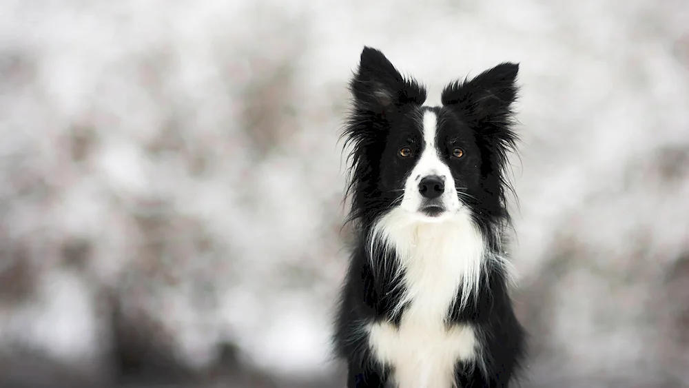 Border collie