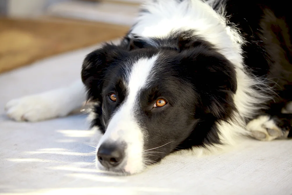 Border collie and sheepdog