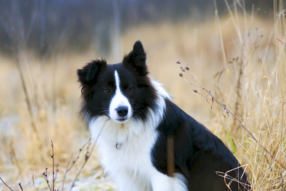 Border collie