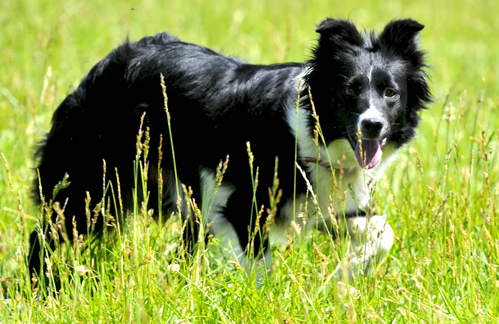 Border collie