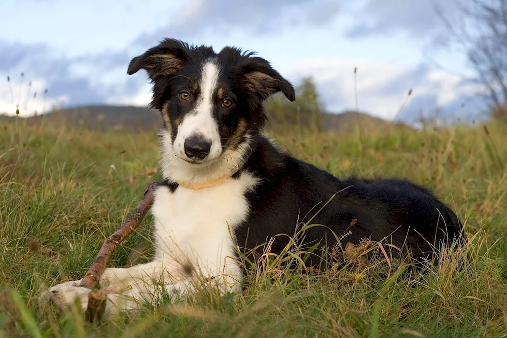 Border collie