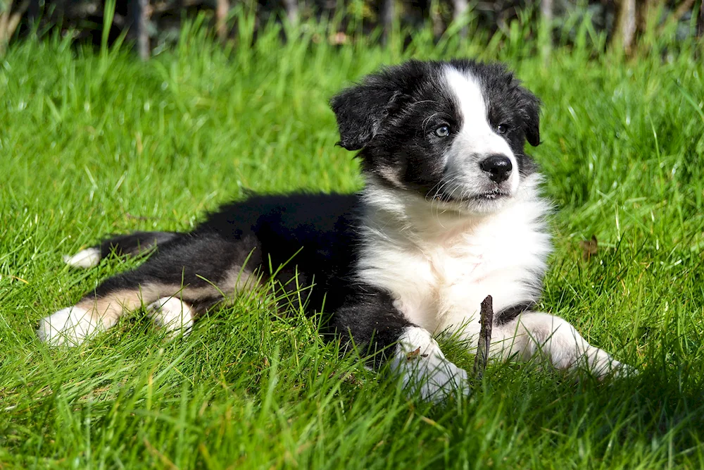 Border collie