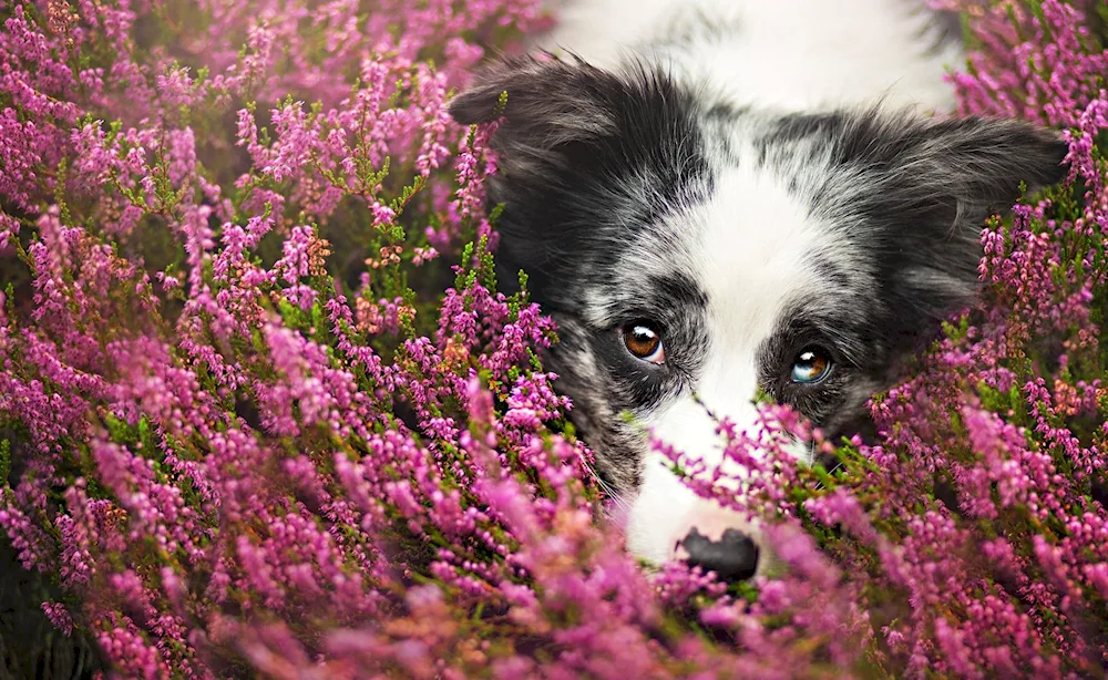 Border collie