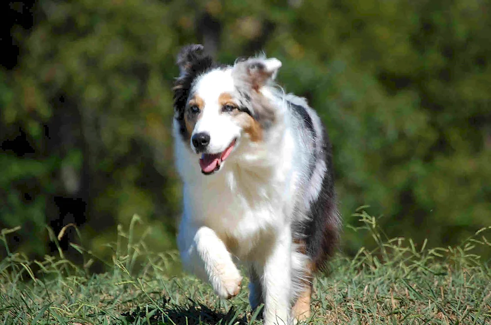 American Shepherd Dog Aussie