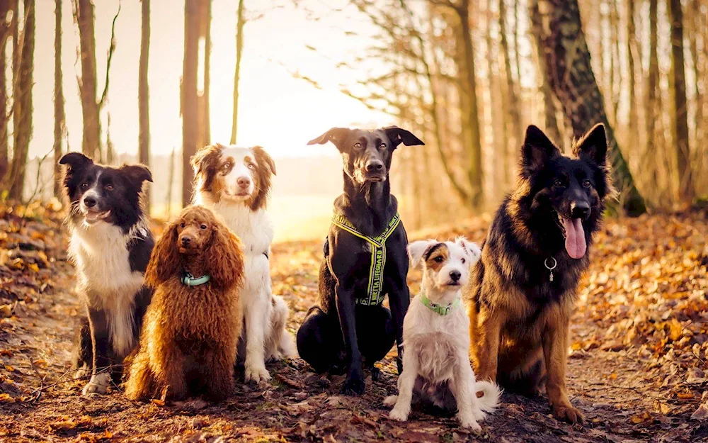 Boarder- collie