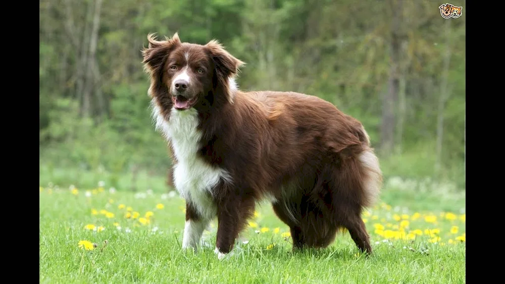 Border collie. Collie