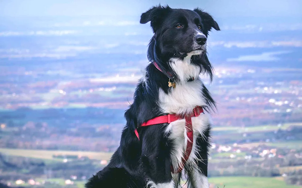 Border collie collie