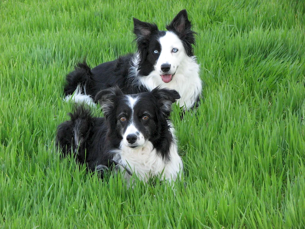 Bernese Sennenhund