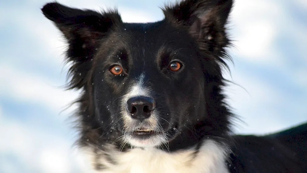 Border hare Collie