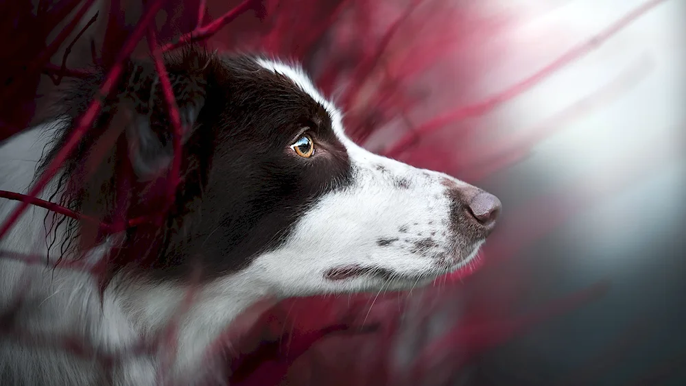 Border Collie Collie