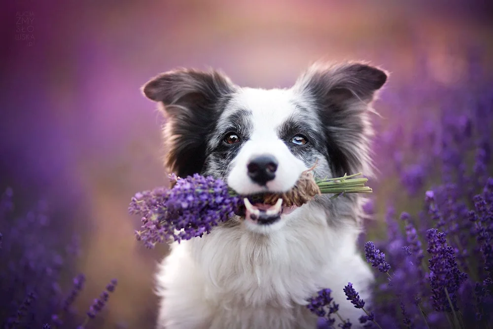 Border dog Collie