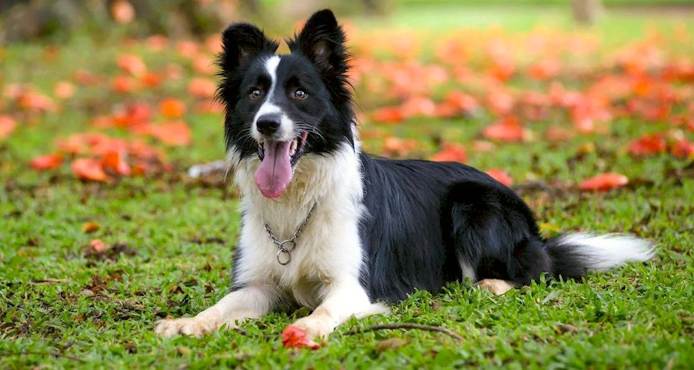 Border collie