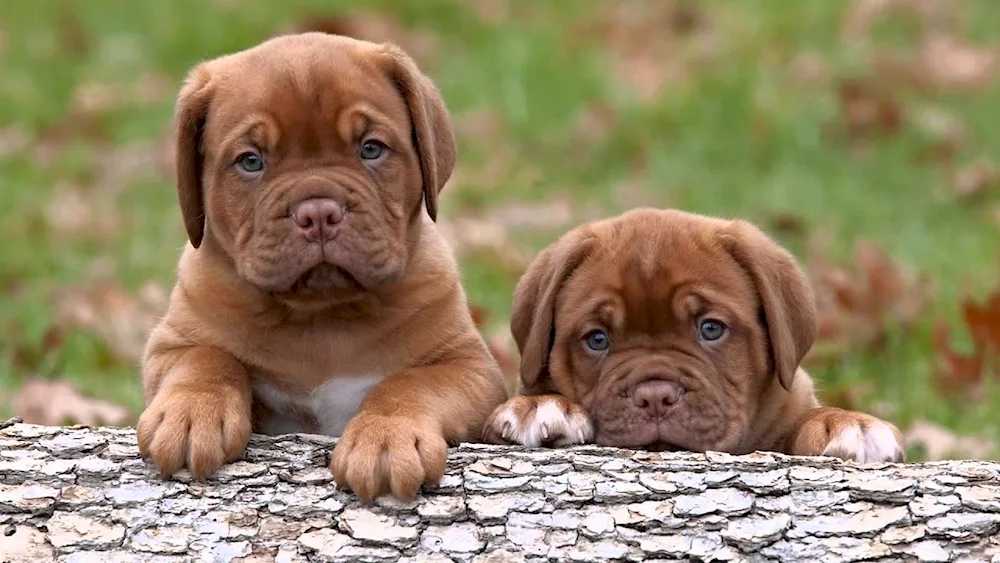 Border Dog puppy