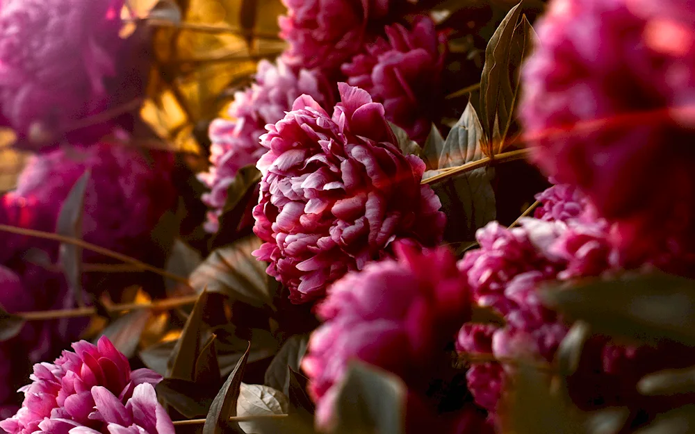 Dark Purple peonies