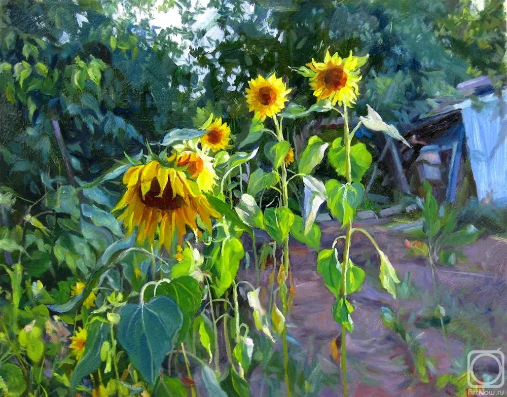 Boris Shcherbakov Sunflowers
