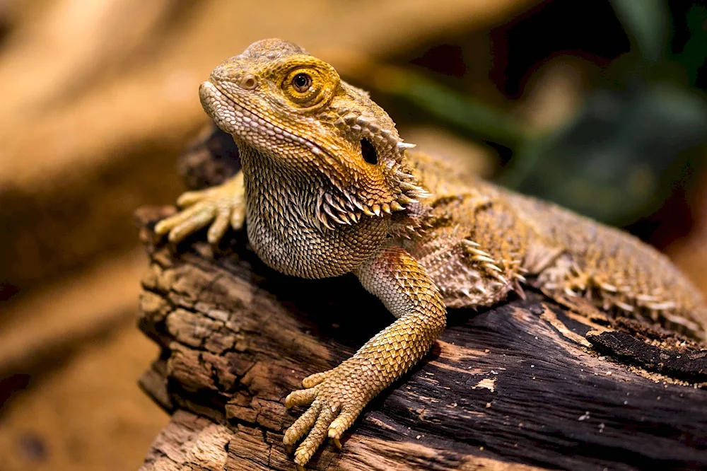 Varan iguana chameleon