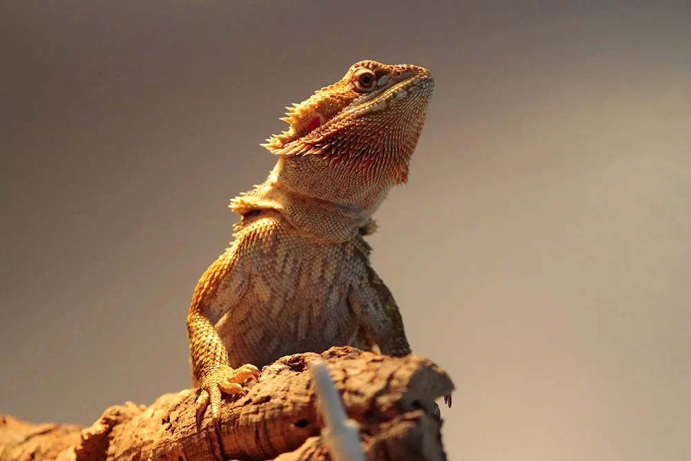Iguana and Varan