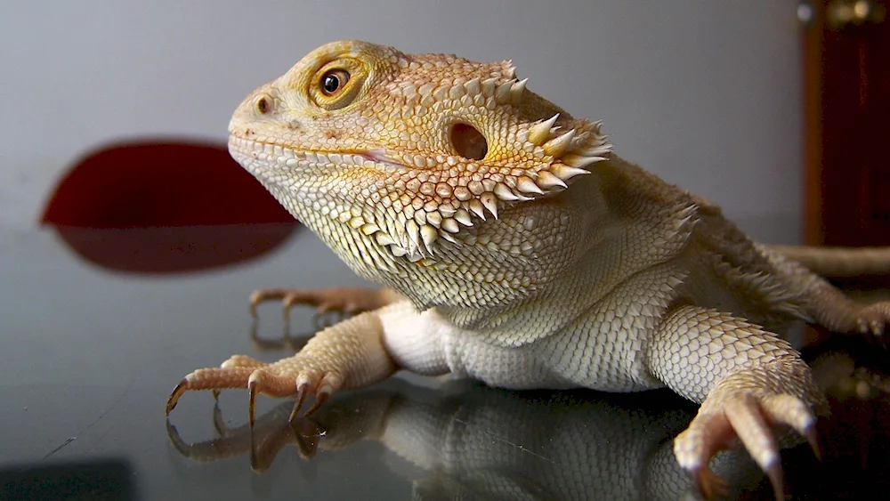 Belt-tailed lizard