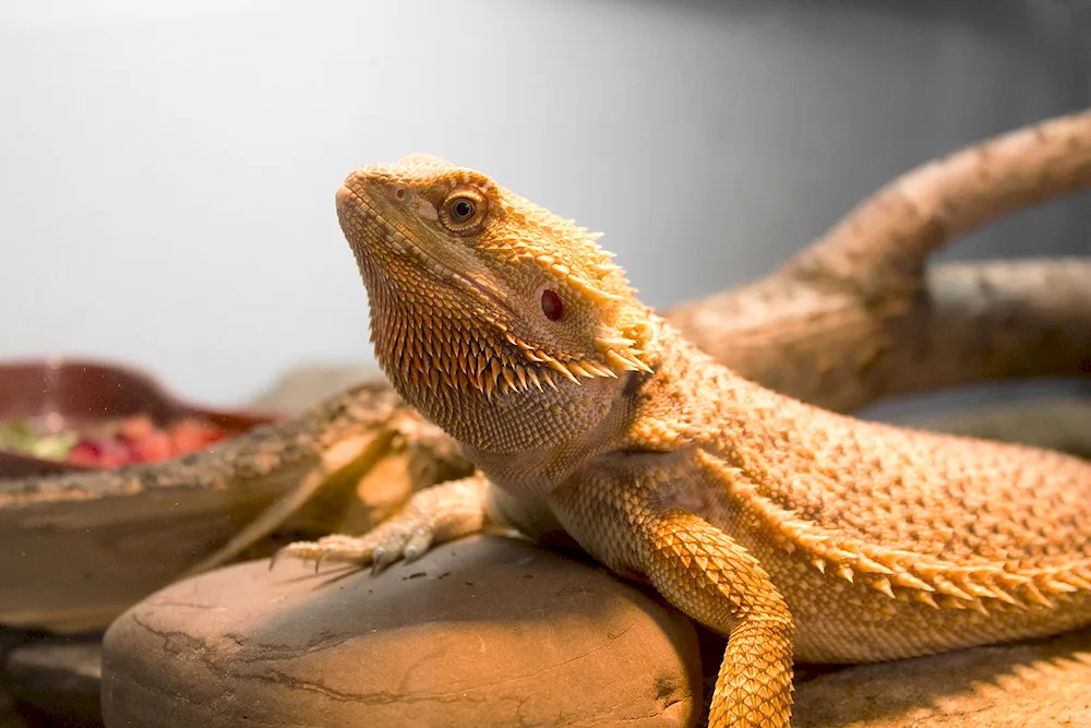 Comodian Varan