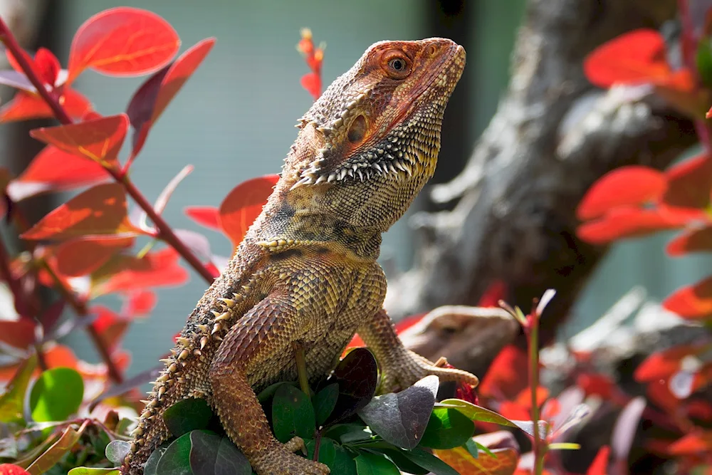 Panther chameleon red