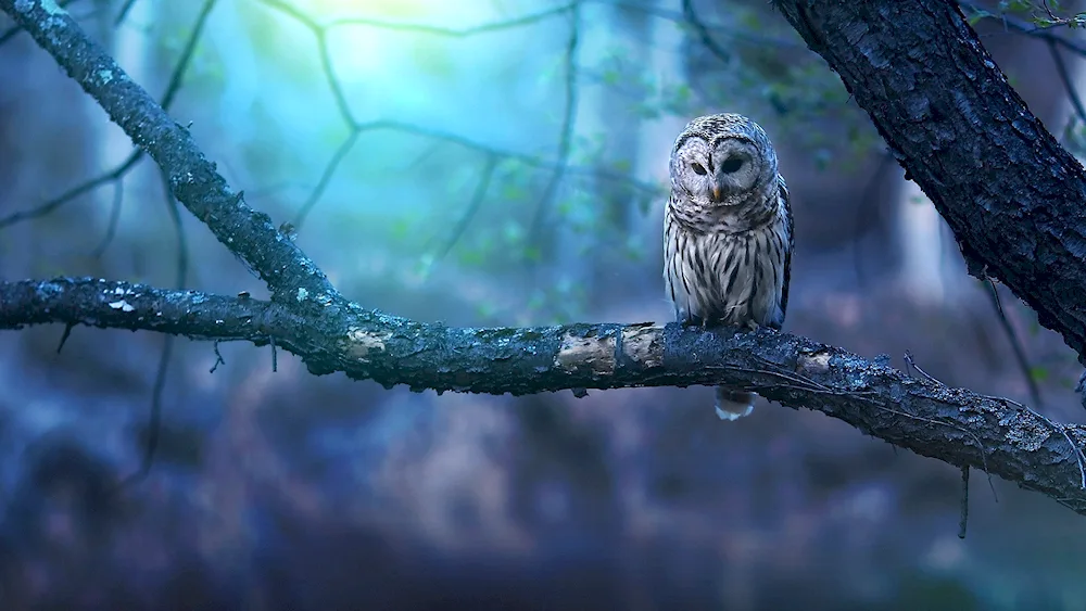 Crystal Owl CHGC
