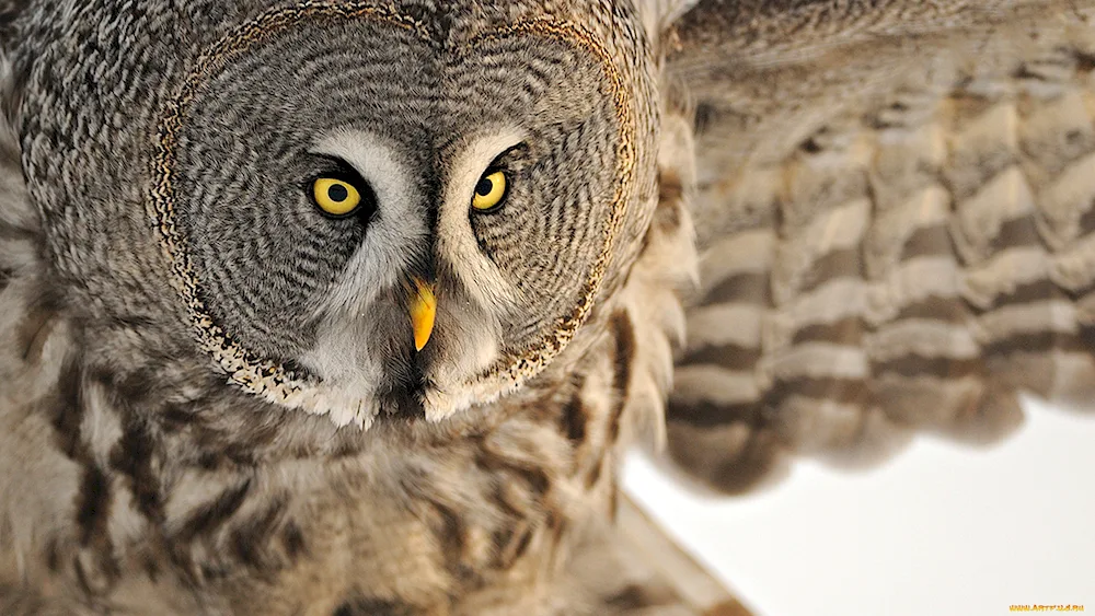 Eared owl