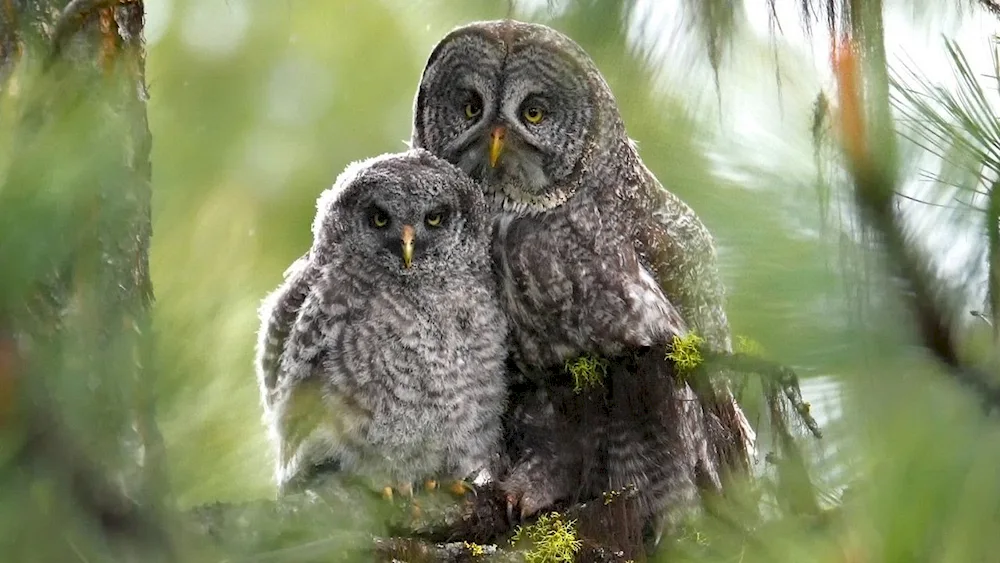 Baby owl