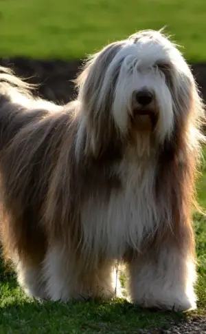 Bearded Collie