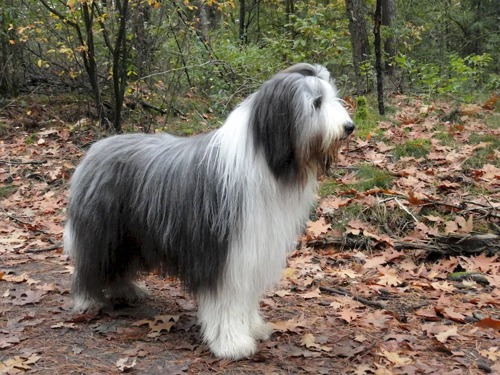 Bearded Collie