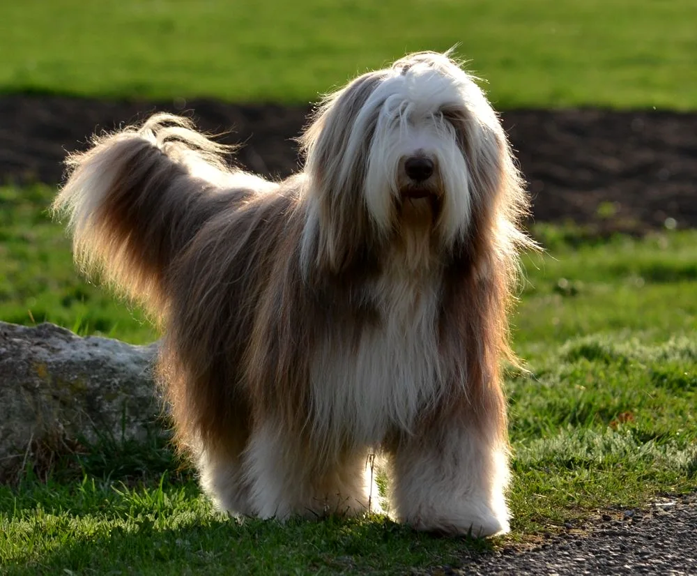 Bearded Collie