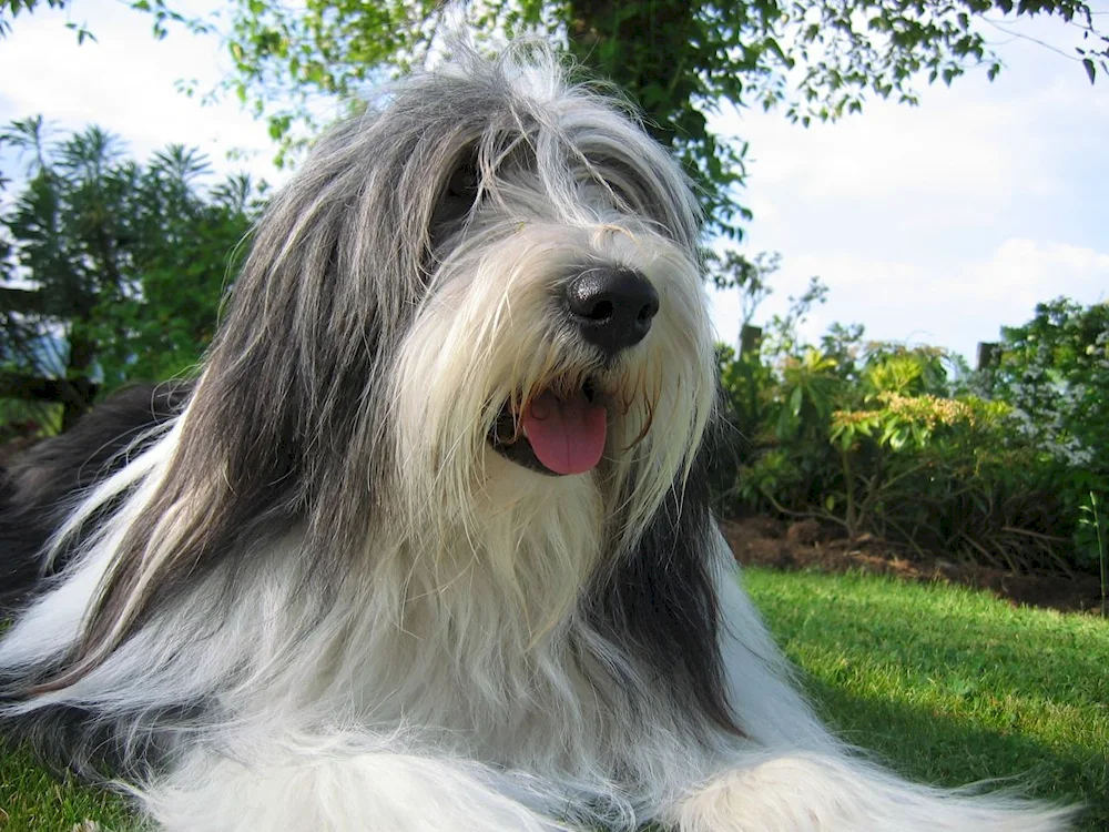 Schnauzer Terrier Black