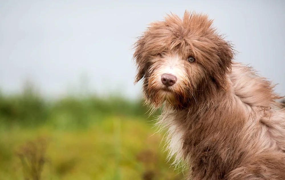 Reuben Schnauzer