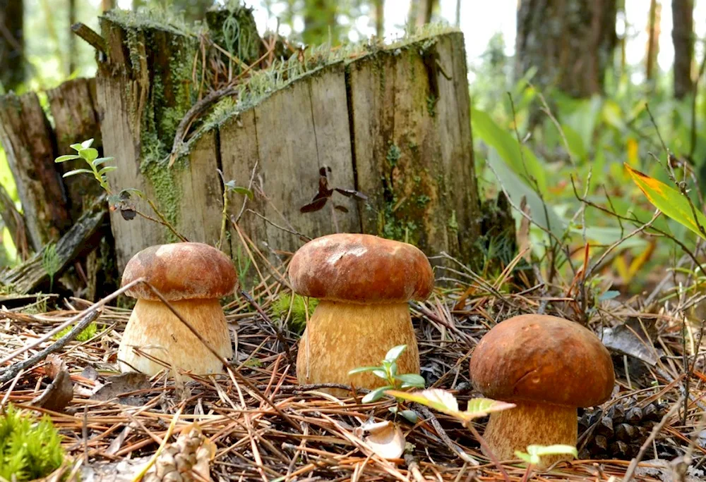 Mushrooms in the Moscow region now