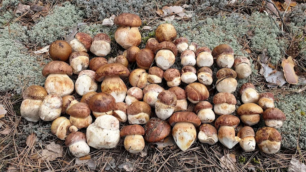 White mushroom forest