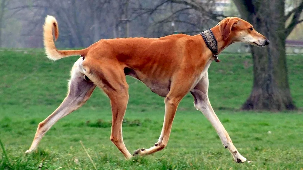 Borzoa dog. Azawak