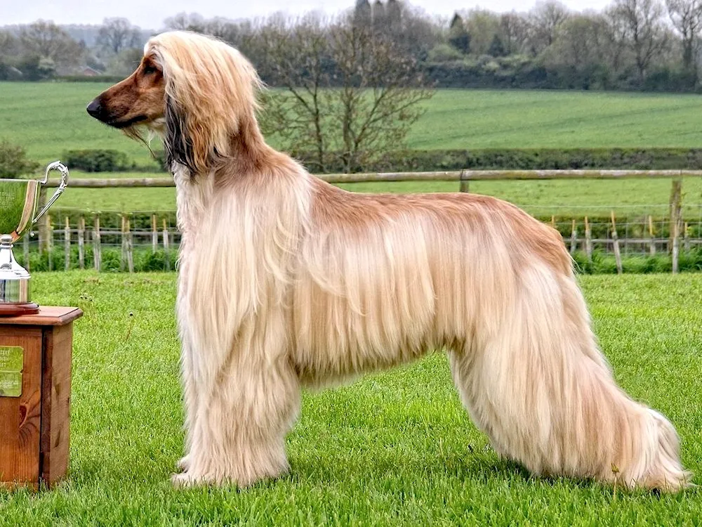 Borzoi and Afghan Greyhound