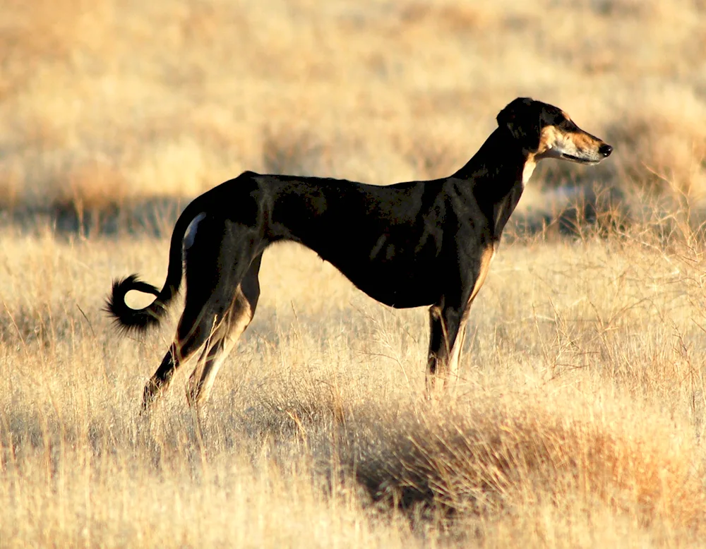 Saluki Black Greyhound