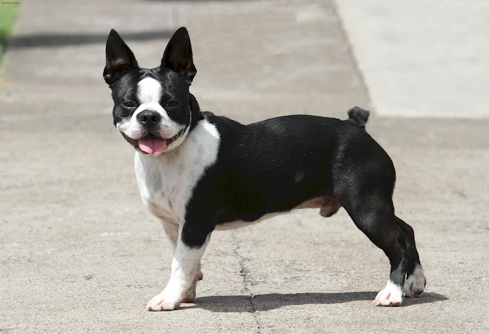 Boston Terrier Métis. Terrier