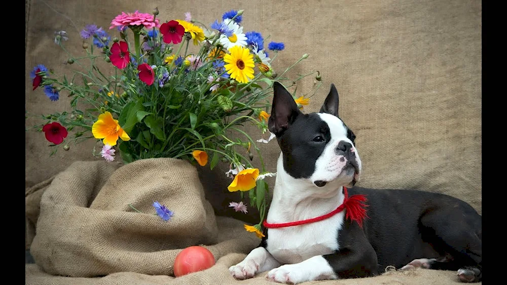 Boston Terrier